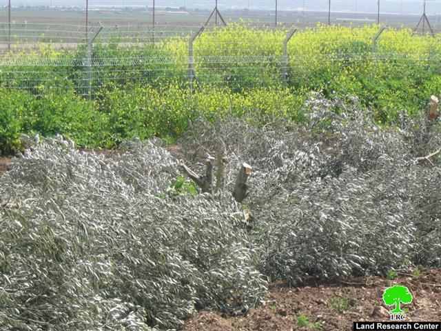 Israeli violations continued against Tura Al Gharbiya and Zabuba Lands in Jenin Governorate