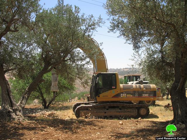 Devastation of land and uprooting of long- lived olive trees in Beit Hanina