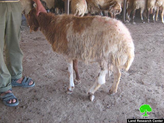 مستوطنو  شمعة يطاردون الرعاة من أهالي الظاهرية ويقتلون أغنامهم بالاستعانة بكلابهم  البوليسية