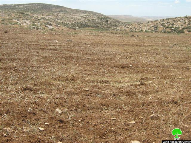 أراضي خربة التواني أصبحت مرتعاً لأغنام مستعمرة “ماعون”