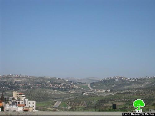 Israeli Colonists Uproot Tens of Olive Seedlings in Kafr Kaddum village