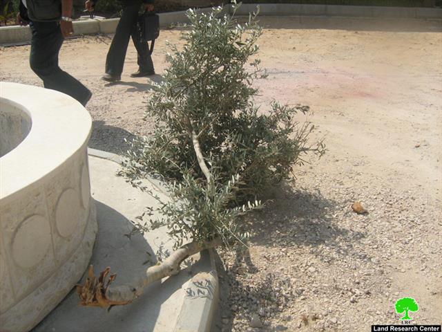 Yizhar Colonists Escalating their Aggressions in Huwwara village