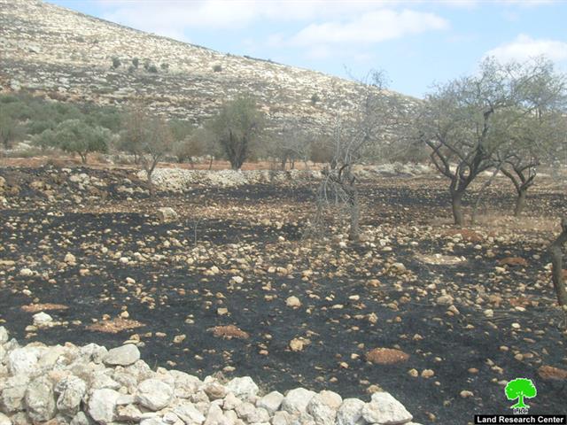 الزيتون الفلسطيني يصارع من أجل البقاء   ” الاعتداءات الإسرائيلية على الزيتون الفلسطيني خلال موسم القطاف  “