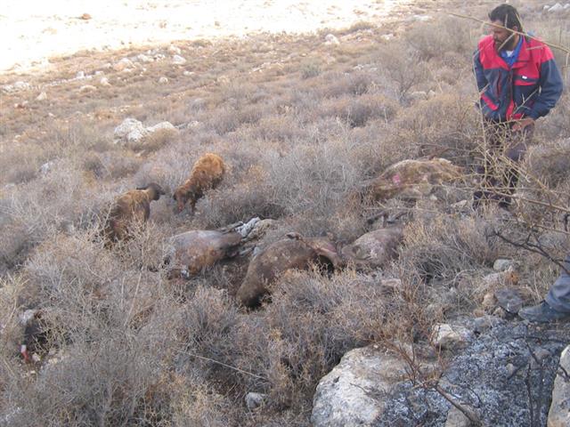 Israeli Colonists Burn 17 Sheep Belonging to A Palestinian Herder in Khirbet Al Taweel – Aqraba
