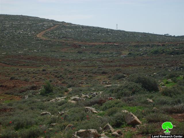 المستوطنون  يقطعون  350 غرسة زيتون من قرية قصرة