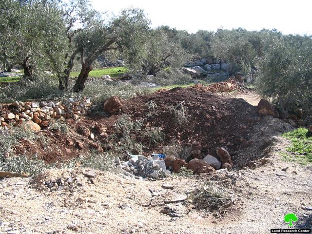 اقتلاع 19 غرسة زيتون في منطقة وادي قانا