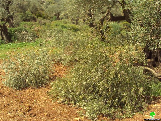 مستوطنو مستوطنة براخا  يتلفون بشكل جزئي 42 شجرة زيتون في قرية بورين – محافظة نابلس