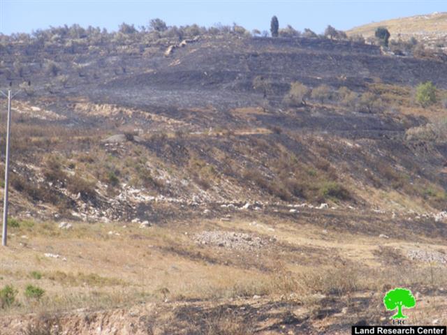 إضرام النار في حقول القمح في قريتي  مادما وفرعتا – محافظة نابلس