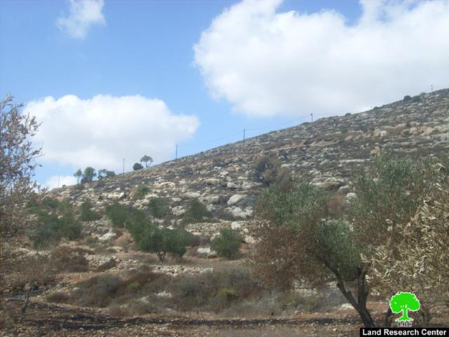 مستوطنو مستوطنة يتسهار يحرقون عشرات الدونمات المزروعة بالزيتون في قرية بورين – محافظة نابلس