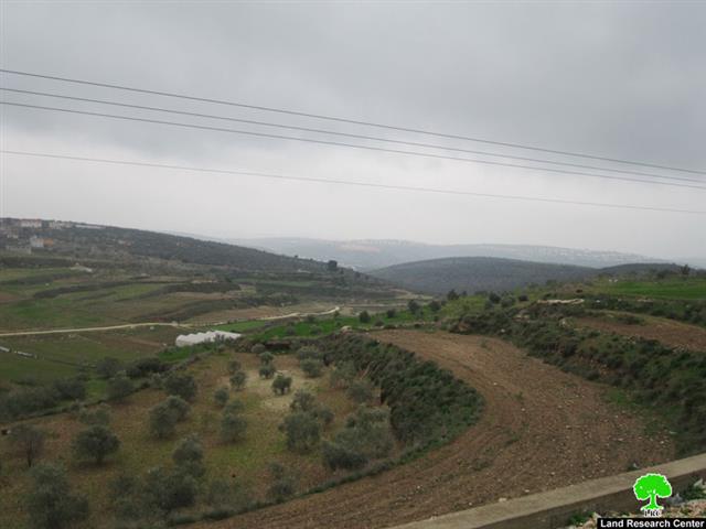 إتلاف 60 شجرة زيتون في قرية جينصافوط – محافظة قلقيلية