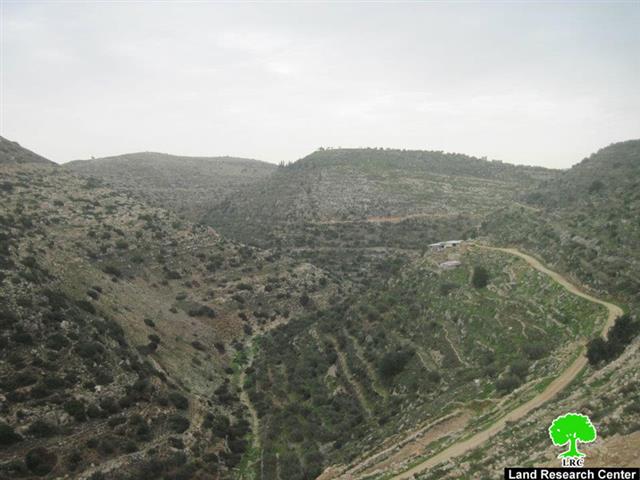 إتلاف عدداً من أشجار الزيتون في قرية بورين