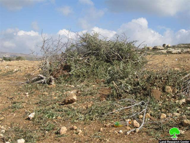 إتلاف  345 غرسة زيتون في بلدة ترمسعيا – محافظة رام الله