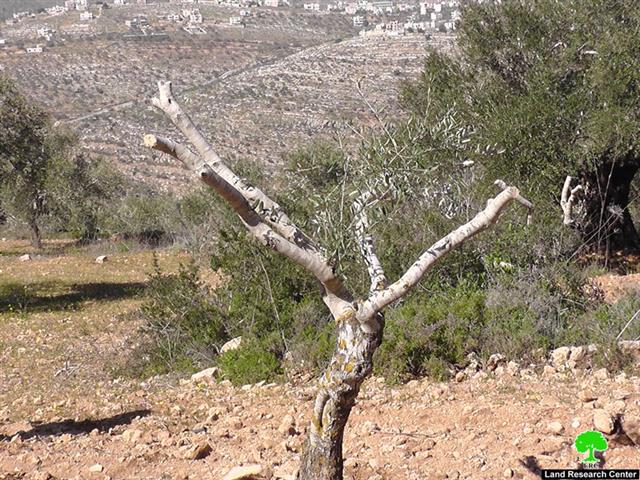 مستوطنون  يقطعون 40 شجرة زيتون مثمرة في قرية  قريوت – محافظة نابلس