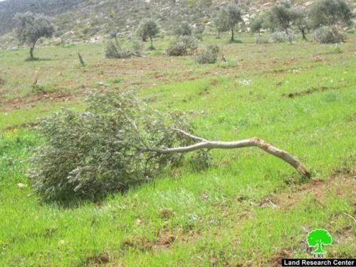 مستوطنو  مستوطنة  جلعاد زوهر يتلفون 25 شجرة زيتون في  قرية فرعتا