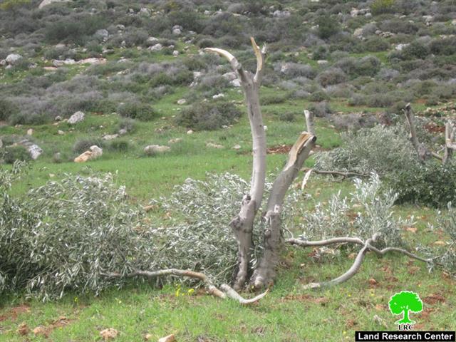 Israeli Settlers Ravage 220 Olive Trees