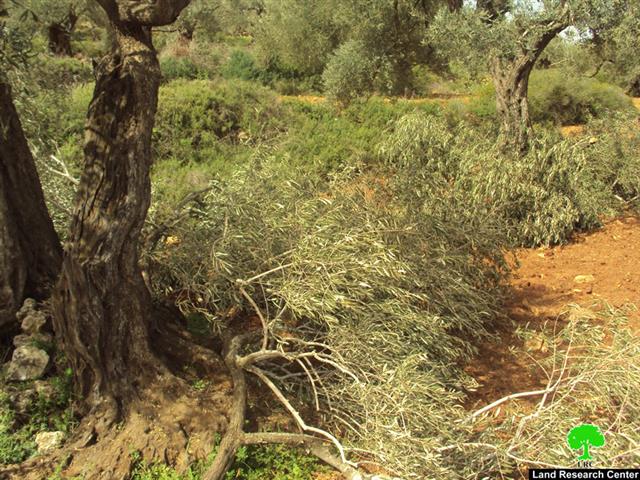 اقتلاع 100 شجرة زيتون في قرية بيتللو / محافظة رام الله