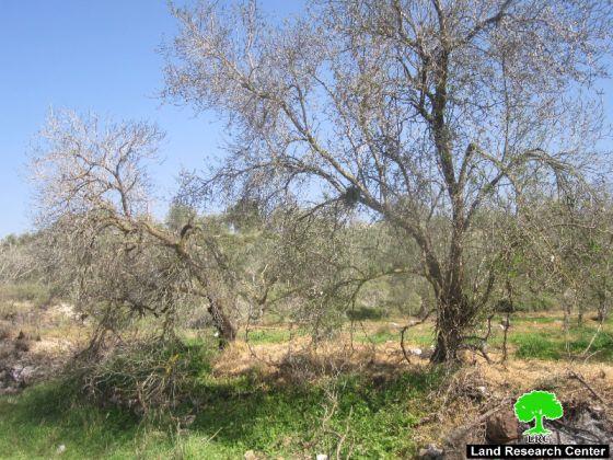 Shavi Shamron Sewage in Palestinian Fields