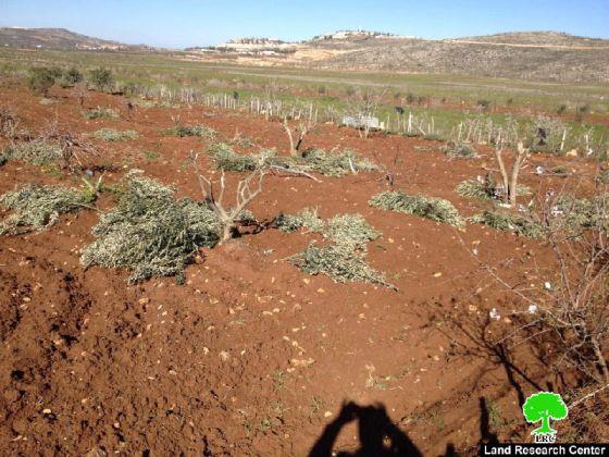 Colonists of Adi Ad Ravage Trees in Turmus’ayya