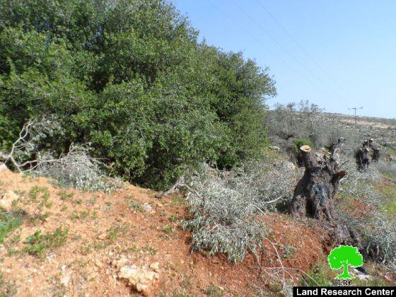 Cutting down 25 Olive Trees in Deir Jarer/ Ramallah