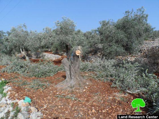 Damaging 78 Olive Trees in Qariot village – Nablus Governorate