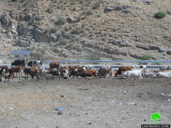 الاحتلال الإسرائيلي يصادر رأسين من الأبقار و يعمل على تخدير خمسة رؤوس أخرى في عين حلوة