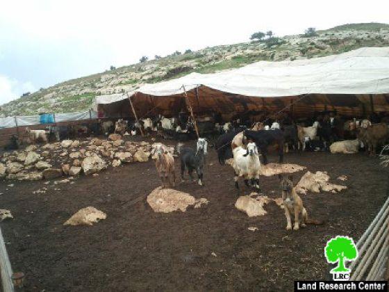 رش السموم في المراعي و قتل الخراف وسيلة جديدة يستعملها المستوطنون في الأغوار الشمالية