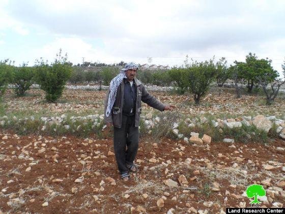 Colonists Uproot and Steal Olive Seedlings in Al Zafaran area in Sa’ir – Hebron