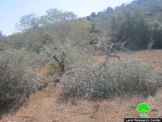 مستعمرو “نحلئيل” يتلفون 20 شجرة زيتون في قرية بيتللو