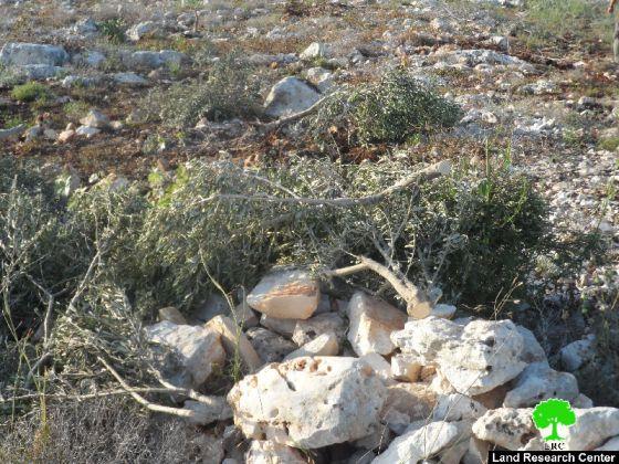 Israeli Colonists uproot 112 olive seedlings in Beit Dajan village – Nablus
