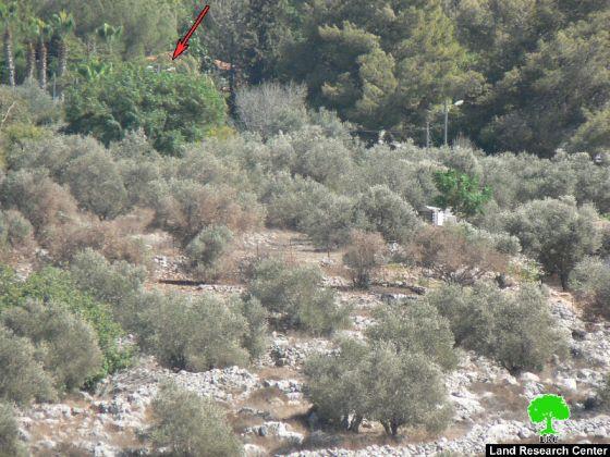 Israeli Setlers Damage trees using toxic chemicals in Burin Village