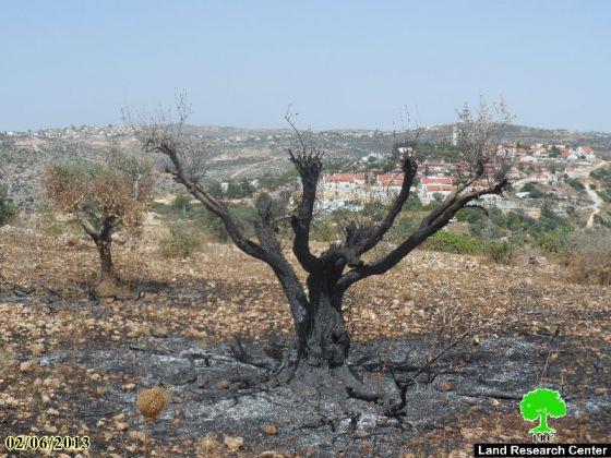 Colonists Burn 590 Olive Trees in Betilo village