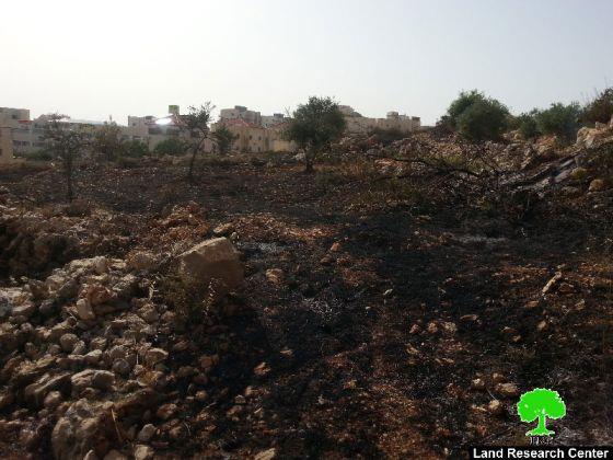 إحراق  25 شجرة معمرة  في قرية حوسان  / محافظة بيت لحم