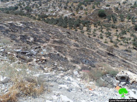 إحراق أشجار زيتون في بلدة بيت عوا / محافظة الخليل