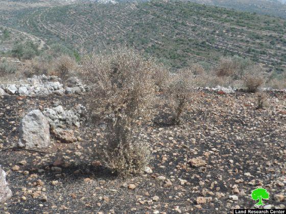 إحراق 4 دونمات في بلدة سبسطية /محافظة نابلس