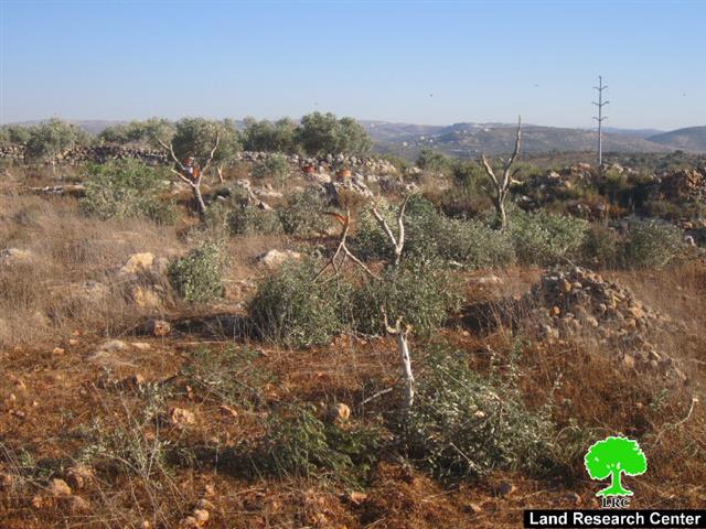 مستعمرو ” يتسهار” يقطعون 15 شجرة زيتون في قرية بورين /محافظة نابلس