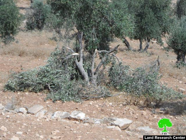 مستعمرون يقطعون أشجار زيتون في الحمرا شرق يطا ويوسعون مستعمرة “ماعون”