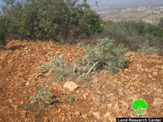 Destroying 27 olive trees in Burin- Nablus