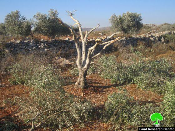 Destroying 19 olive saplings in Deir Sharaf- Nablus