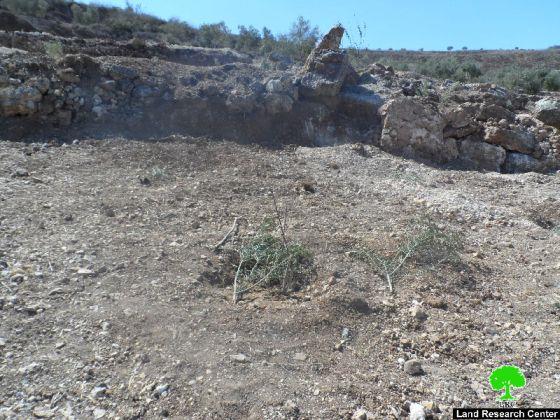 Colonists of Gilad Zohar destroy 95 olive seedlings and steal olives and agricultural tools in Qalqiliya