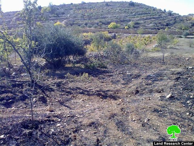 Setting 90 almond and olive trees on fire in Al Khader