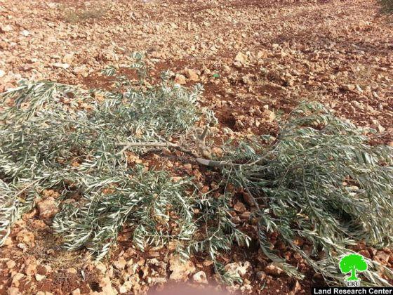 الاحتلال الإسرائيلي يتلف 140 غرسة زيتون و حمضيات في قرية راس عطية /محافظة قلقيلية