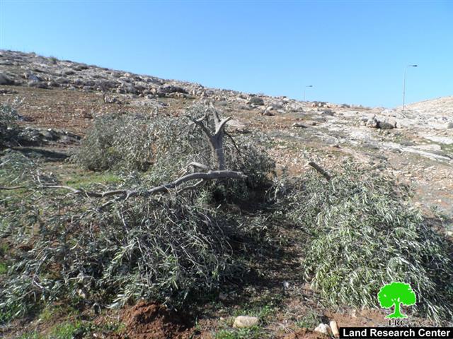 Colonists cut down 20 olive trees