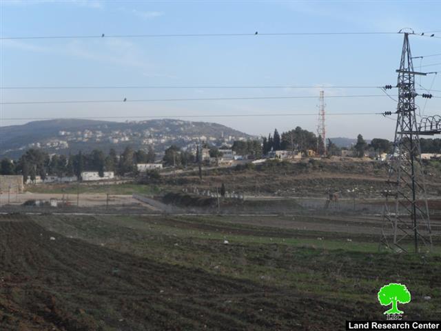 Destroying olive saplings in Burin