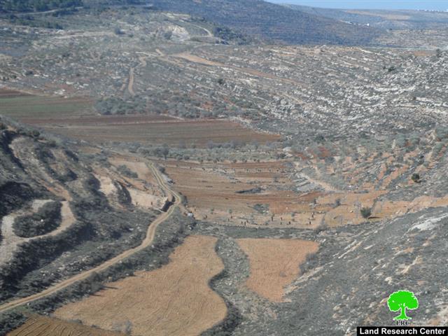 750 out of 1300 olive seedlings uprooted