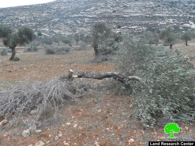 مستعمرو “ايتمار” يتلفون 71 شجرة زيتون معمرة في خربة اليانون / محافظة نابلس