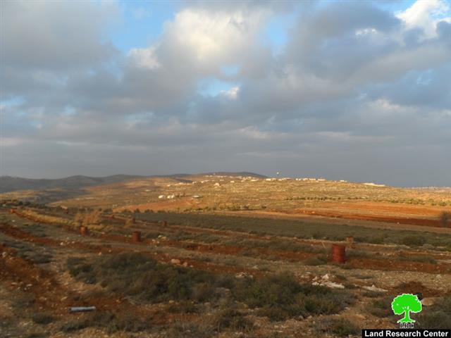 Shilo colonists destroy 400 olive seedlings in Sinjil Village