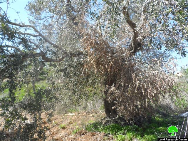 Damage of 55 olive trees after being intoxicated