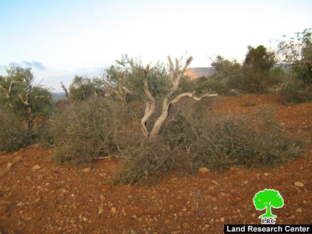 Colonists of Adi Ad destroy 17 olive trees in Al Mughayyir