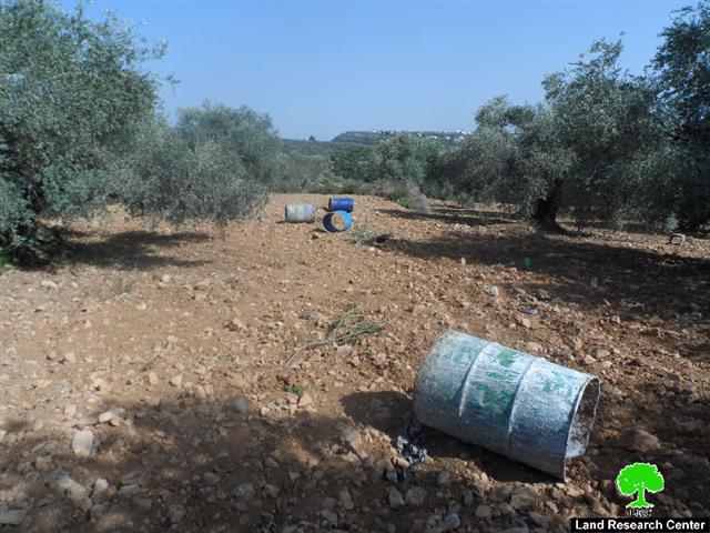Destroying 51 olive seedlings in Ras Karkar
