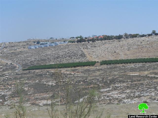 Setting Fire to Wheat Crop in Deir Jarir village – Ramallah Governorate